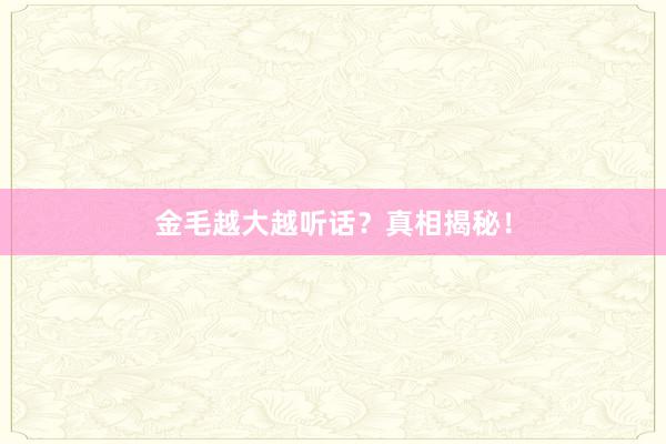 金毛越大越听话？真相揭秘！